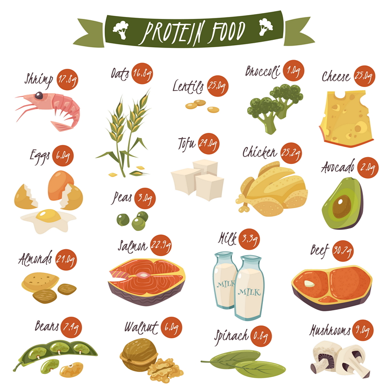 Protein Rich Foods