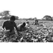 Certified Agriculturist - Cultivation of vegetables